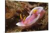 Robe Hem Hypselodoris-Hal Beral-Stretched Canvas