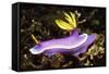 Robe Hem Hypselodoris-Hal Beral-Framed Stretched Canvas