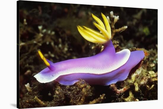 Robe Hem Hypselodoris-Hal Beral-Stretched Canvas