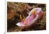 Robe Hem Hypselodoris-Hal Beral-Framed Photographic Print