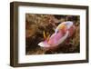 Robe Hem Hypselodoris-Hal Beral-Framed Photographic Print