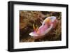 Robe Hem Hypselodoris-Hal Beral-Framed Photographic Print