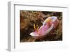 Robe Hem Hypselodoris-Hal Beral-Framed Photographic Print