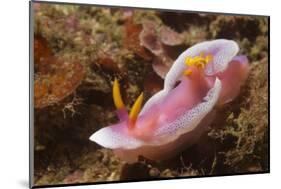 Robe Hem Hypselodoris-Hal Beral-Mounted Photographic Print