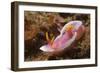 Robe Hem Hypselodoris-Hal Beral-Framed Photographic Print