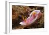 Robe Hem Hypselodoris-Hal Beral-Framed Photographic Print