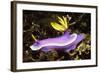 Robe Hem Hypselodoris-Hal Beral-Framed Photographic Print