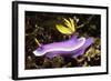 Robe Hem Hypselodoris-Hal Beral-Framed Photographic Print