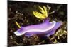 Robe Hem Hypselodoris-Hal Beral-Mounted Photographic Print