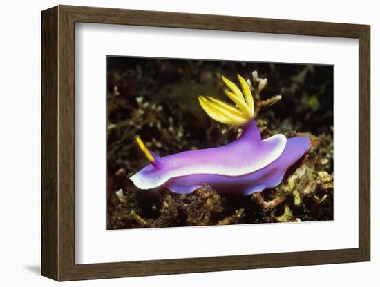 Robe Hem Hypselodoris-Hal Beral-Framed Photographic Print