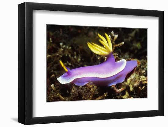 Robe Hem Hypselodoris-Hal Beral-Framed Photographic Print