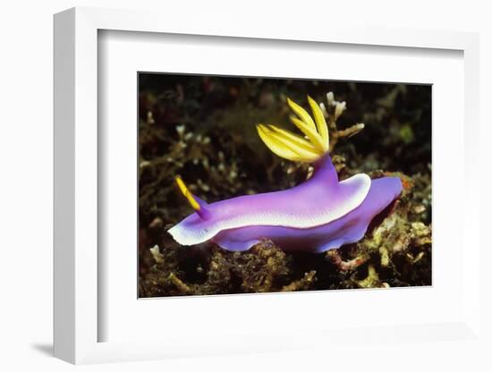 Robe Hem Hypselodoris-Hal Beral-Framed Photographic Print