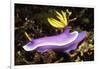 Robe Hem Hypselodoris-Hal Beral-Framed Photographic Print