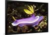 Robe Hem Hypselodoris-Hal Beral-Framed Photographic Print