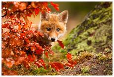 Fox-Robert Adamec-Mounted Art Print