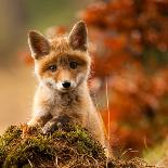 Fox-Robert Adamec-Laminated Art Print