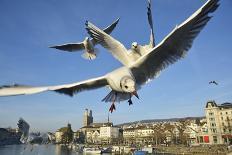 Seagulls over the City of Zurich, Switzerland-Robert Boesch-Stretched Canvas