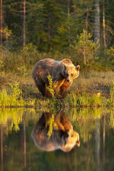 Premium Photographic Print, , large