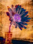 Purple Daisy-Robert Cattan-Photographic Print