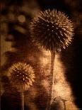 Sepia Dandelions-Robert Cattan-Photographic Print