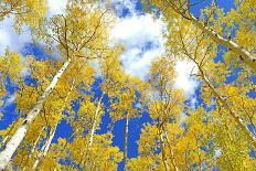 Autumn Foliage: Aspen Trees in Fall Colors-robert cicchetti-Framed Photographic Print