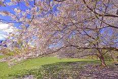 Cherry Blossoms Flowering in Springtime-robert cicchetti-Photographic Print
