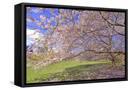 Framed Canvas
