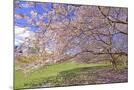 Wood Mount