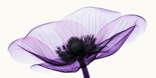 Anemone II-Robert Coop-Photographic Print