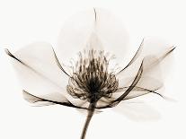 Anemone II-Robert Coop-Photographic Print