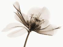 Anemone II-Robert Coop-Photographic Print