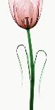 Tulip II-Robert Coop-Photographic Print