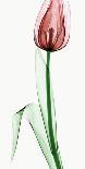 Tulip I-Robert Coop-Photographic Print