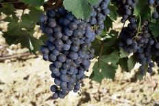 Cabernet Sauvignon Grapes, Gaillac, France-Robert Cundy-Photographic Print