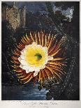 Thornton: Cereus-Robert Dunkarton-Stretched Canvas