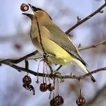 A Cedar Waxwing Tosses up a Fruit from a Flowering Crab Tree, Freeport, Maine, January 23, 2007-Robert F. Bukaty-Framed Photographic Print