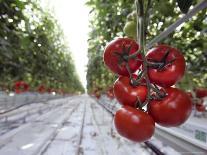 Tomato Greenhouse, Madison, Maine-Robert F. Bukaty-Photographic Print