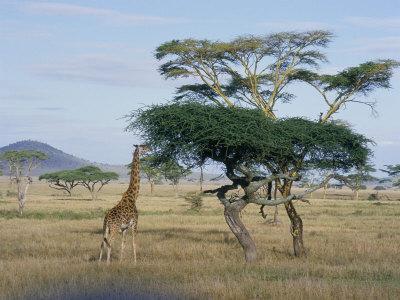 Giraffe, Serengeti National Park, Tanzania, East Africa, Africa