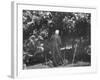 Robert Frost During His Visit, Standing Near Tree Which Inspired His Poem "Tree at My Window"-null-Framed Premium Photographic Print