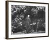 Robert Frost During His Visit, Standing Near Tree Which Inspired His Poem "Tree at My Window"-null-Framed Premium Photographic Print