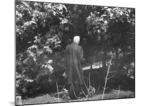Robert Frost During His Visit, Standing Near Tree Which Inspired His Poem "Tree at My Window"-null-Mounted Premium Photographic Print