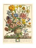 Hand Colored Engraving of Bouquet- October, 1730-Robert Furber-Giclee Print