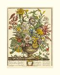 Hand Colored Engraving of Bouquet- October, 1730-Robert Furber-Giclee Print