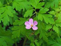 Pink Flower Blooming-Robert Glusic-Photographic Print