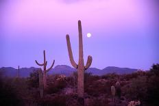 Saguaro Sunset-Robert Glusic-Photographic Print