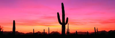 Usa, Arizona, Organ Pipe National Monument, Sunset-Robert Glusic-Framed Stretched Canvas