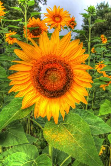 Premium Photographic Print, , large