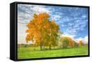 Canvas Black