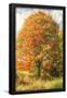 Essential Black