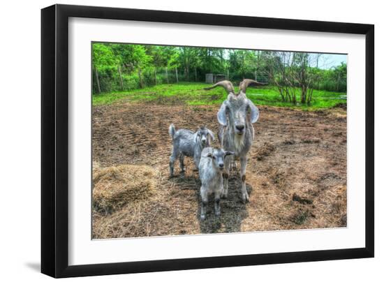 Premium Photographic Print, , large